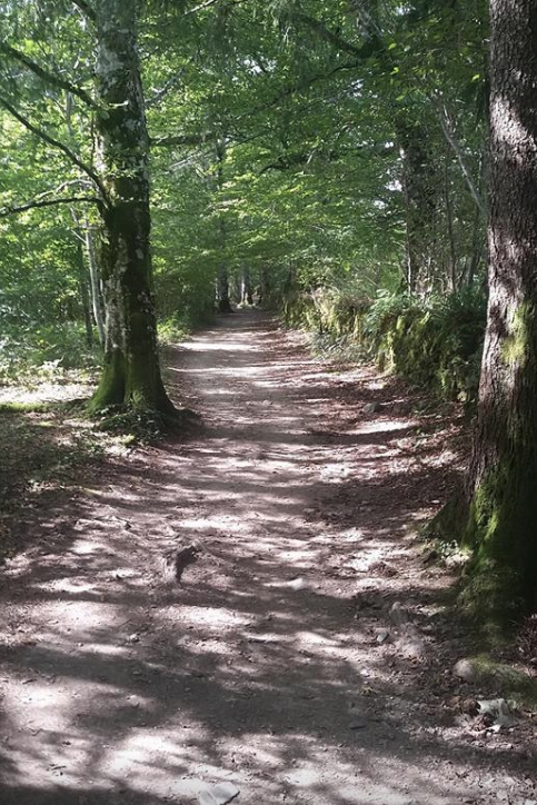 A dirt path winds through a forest, sunlight dappling the ground, with tall trees lining either side of the tranquil path.